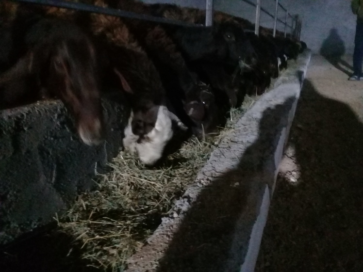 پرواربندی بره، مراحل ششگانه پرواربندی از اولین روز دوره تا فروش دام