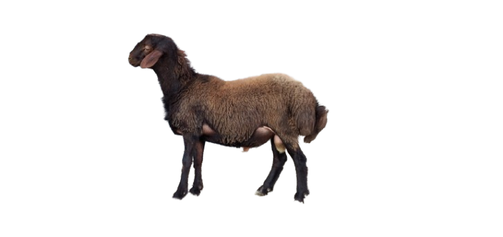 گوسفند افشاری بره قوچ هترو