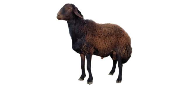 گوسفند افشاری بره قوچ همو