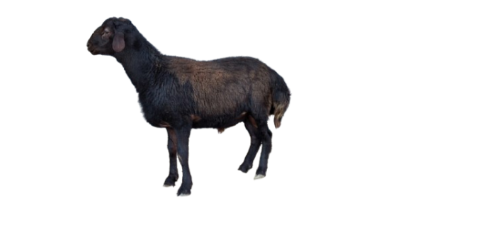 گوسفند افشاری بره قوچ هترو