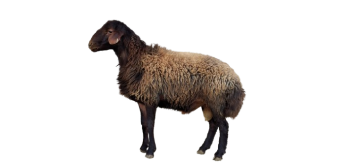 گوسفند افشاری بره قوچ همو